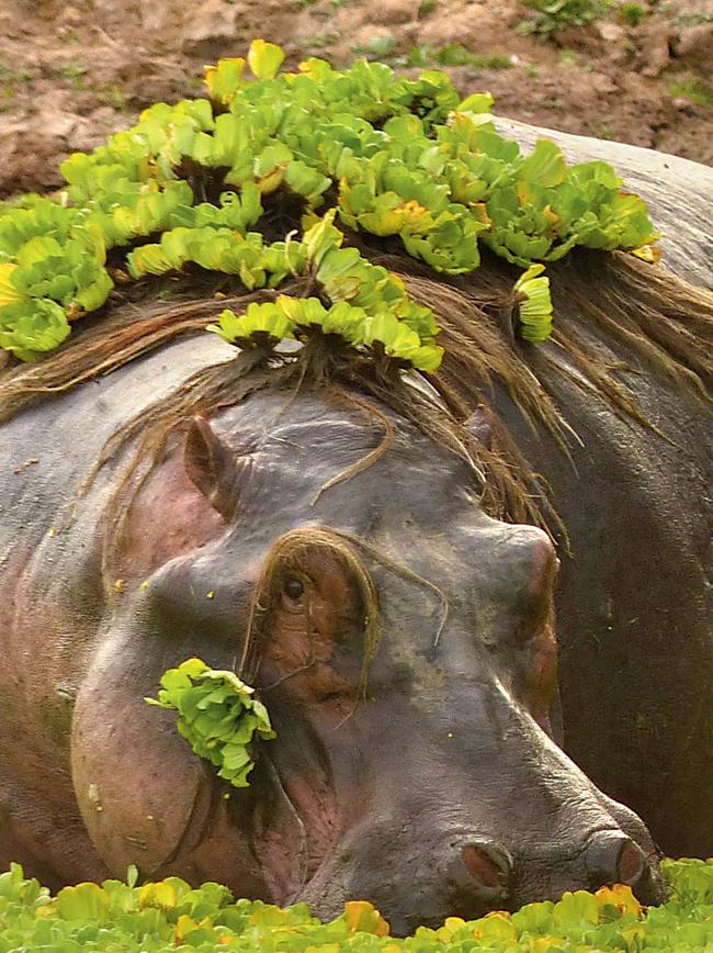 hippopotamus