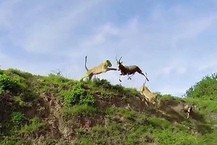 Caught on camera: Lion leaps to catch antelope in mid-air