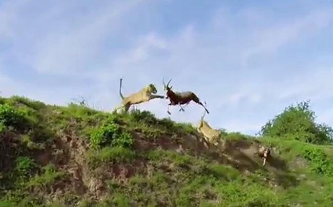 Lion attacks antelope