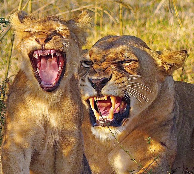 Lion