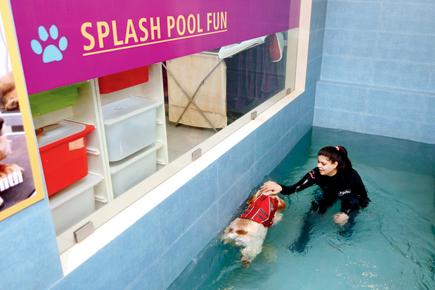 Splash time for your pet