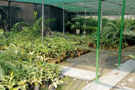 50 lakh saplings waiting for rain