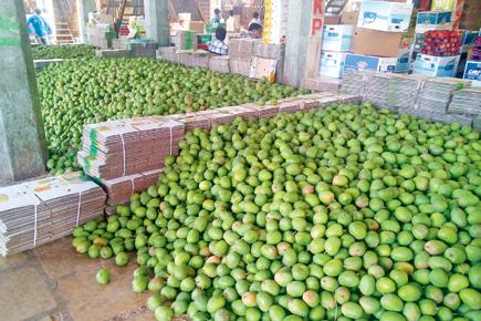 Mumbai: Mangoes to cost more this year due to unseasonal rains
