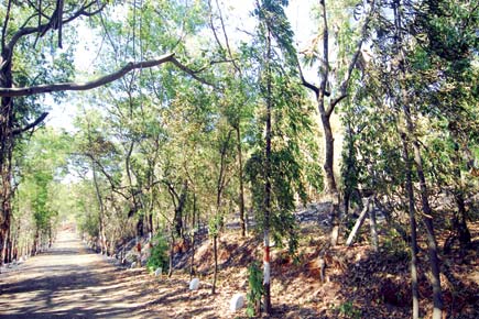 BMC is paying too much for tree census in Aarey, alleges private company