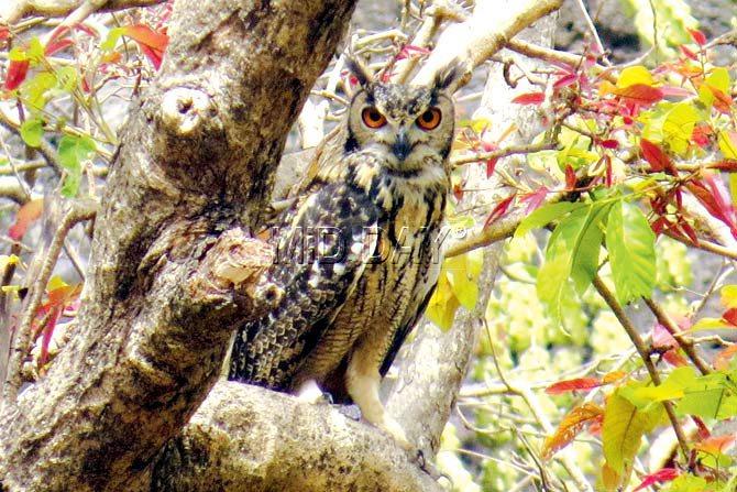 What a catch! One of the four Indian Eagle Owls captured on camera near Kanheri caves by the bird watchers on April 6. Pic/Yogesh Patel 