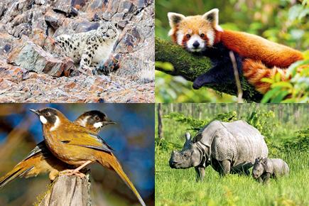 Wildlife tourism: Spot the snow leopard and other wild animals