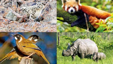 Wildlife tourism: Spot the snow leopard and other wild animals