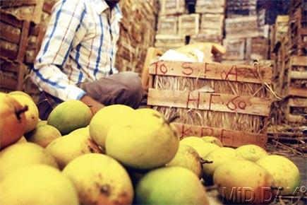 Mango prices rise by  50-65%; Alphonso costs Rs 500-600/dozen: Study