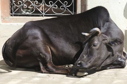 Thane: Four held for transporting buffalo for slaughter