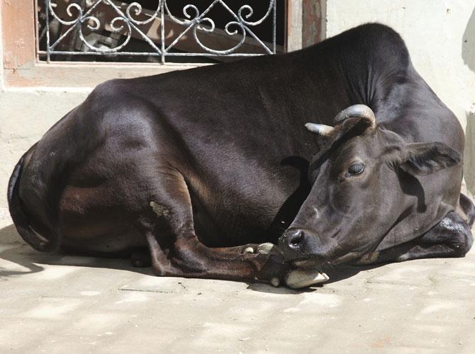 Thane buffalo slaughter arrest