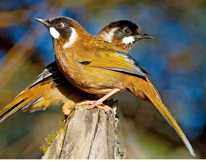 A pair of Laughing Thrushes