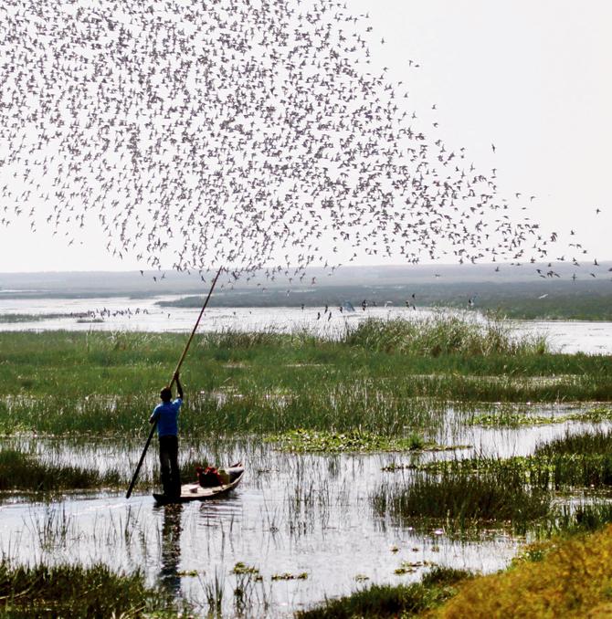 A flock of Blacktailed Godwits trailing a lone boatman  in the marshes of Mangalajodi in Odisha