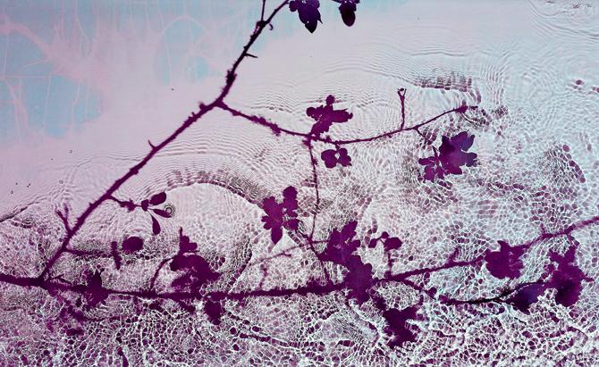 Time exposed, Susan Derges, River Taw (Hawthorn), 1998
