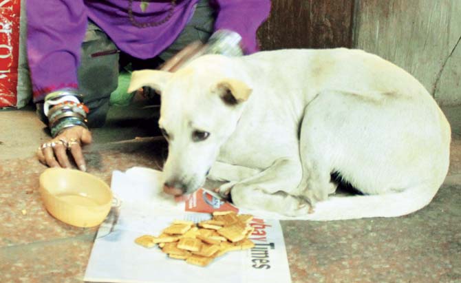 Dogs, like people, have their preferences too... Representational pic