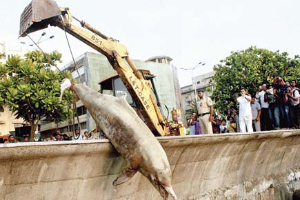 Mumbai: BMC dumps dead dolphin in trash!