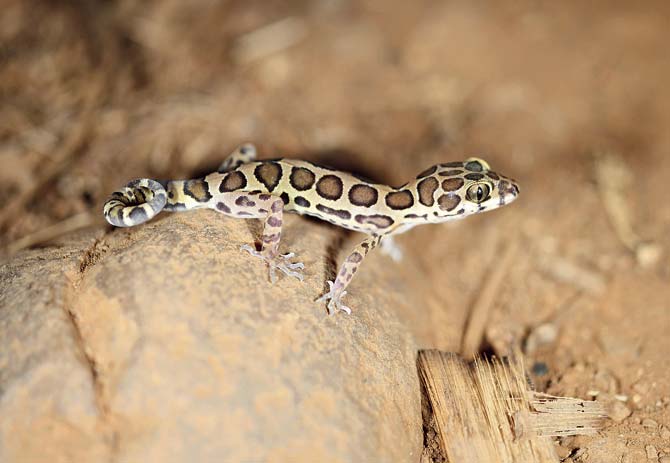 Deccan ground gecko (geckoella deccanensis)