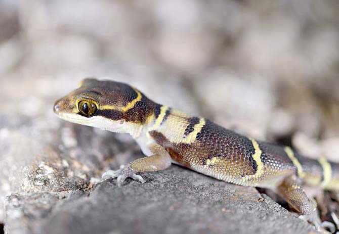 Ground gecko (geckoella cf. collegallensis) Pics/Tejas Thackeray