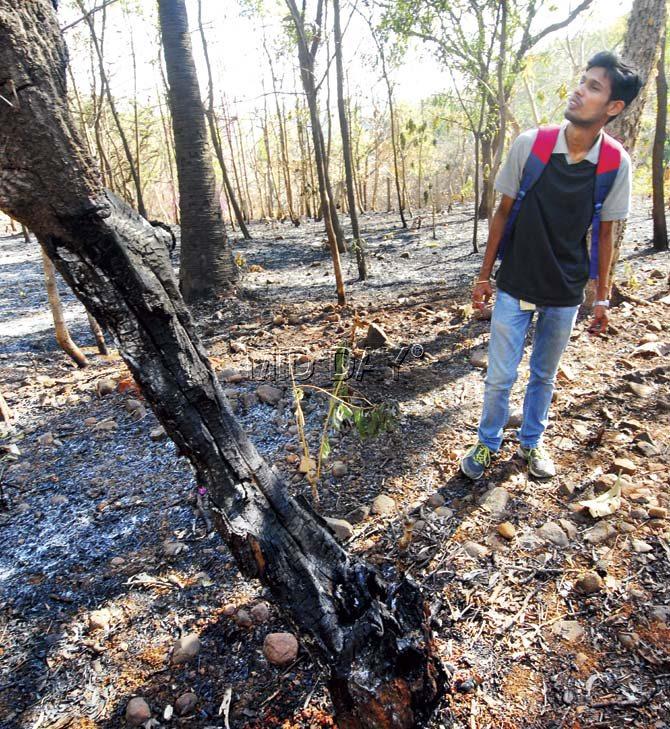 Kaushal Dubey, a nature lover associated with the NGO SARRP, examines a tree that was partly charred in Tuesday night’s fire. Dubey had called the fire brigade when he saw the fire around 12.30 am. Pic/Sameer Markande