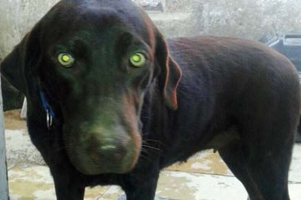 Mumbai crime: Trainer steals Labrador to sell her again