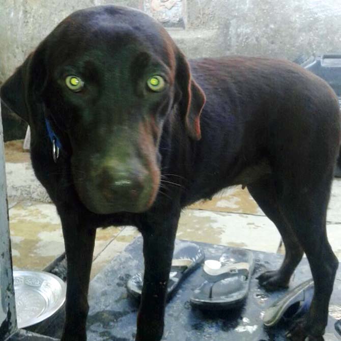Mumbai crime: Trainer steals Labrador to sell her again