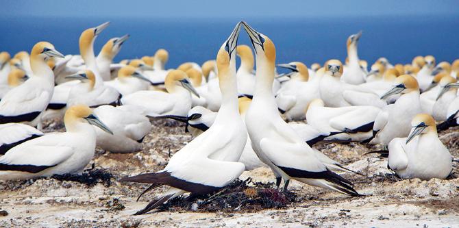 As part of their mating ritual, paired gannets rub beaks together, preen head feathers, bow and call to each other in tenderly. Cape Kidnappers is home to the world