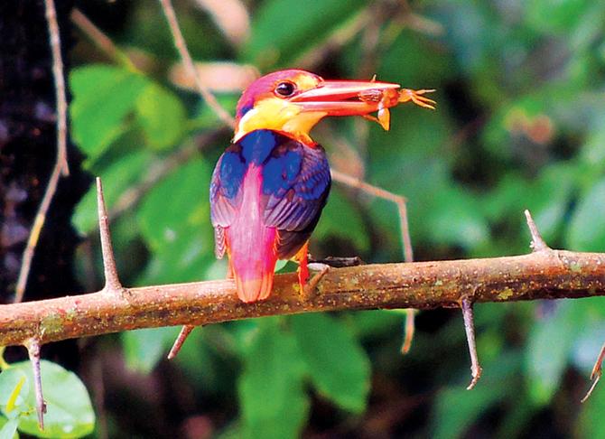 Oriental Dwarf Kingfisher.