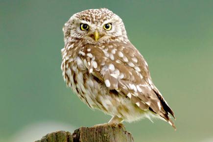 For US TV pitchman will go to trial in an owl harassment case