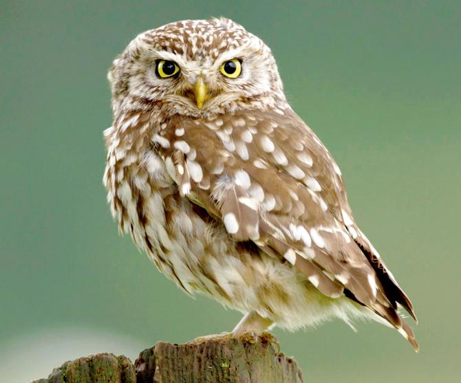 Owl
