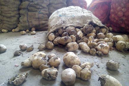 Navi Mumbai: Rs 2-a-kilo potatoes rotting at APMC