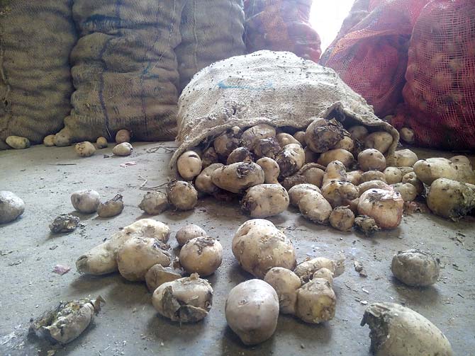 APMC has enough stock, but supply continues and the heat is reducing the shelf life of potatoes