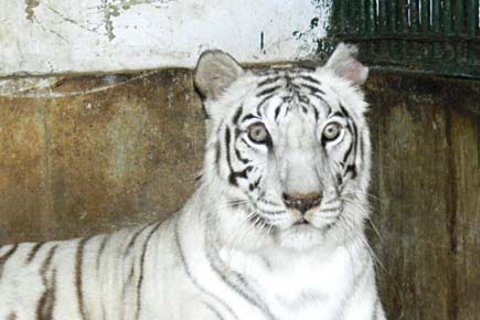 Mumbai: SGNP fights to save sole white tigress from cancer