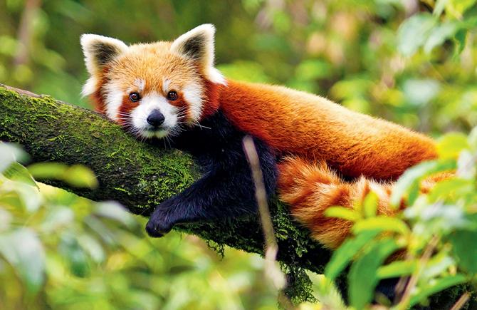 Red Panda