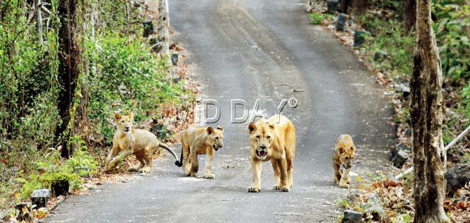 The lion safari at Sanjay Gandhi National Park will remain closed for more than a month. 