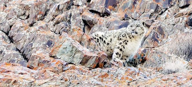 Snow Leopard