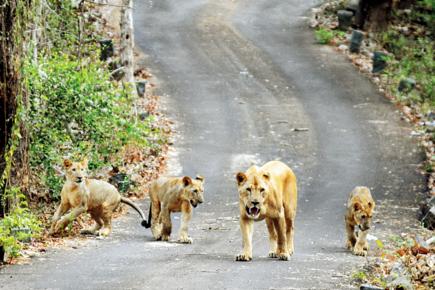 Mumbai: Tourists to miss spotting the lion at SGNP this summer