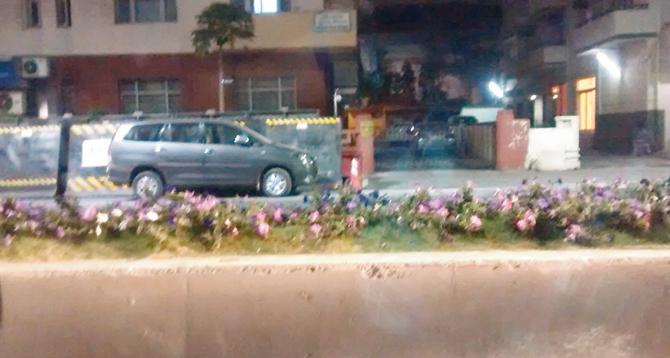 These purple flowers at Marine Drive are a treat for sore eyes