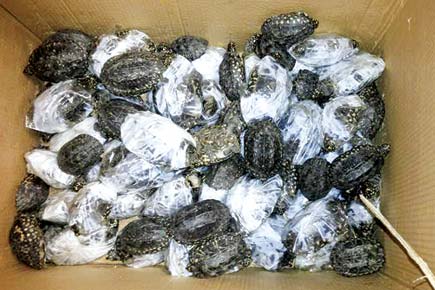 Mumbai Crime: Duo nabbed at T2 trying to smuggle 183 live turtles