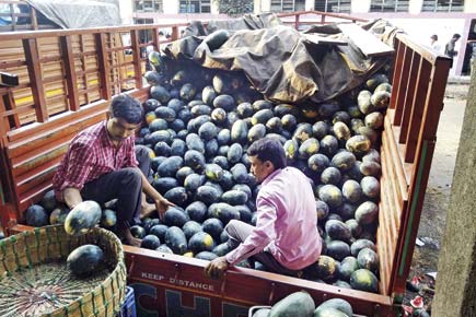 Navi Mumbai: Time to feast on watermelons as prices fall to Rs 5/kg at APMC