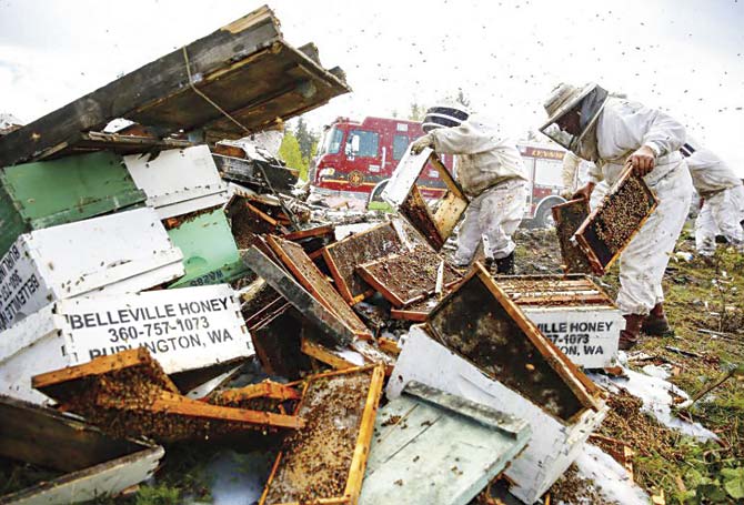 Workers clean up after a truck filled with over 400 beehives overturned. Pic/AP