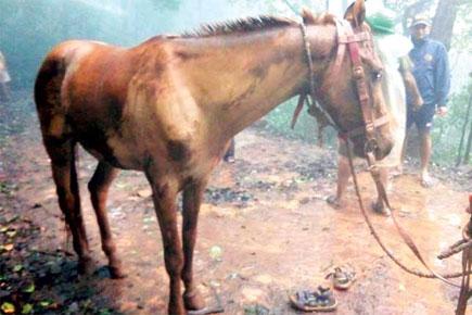 Horse survives 200-ft fall into valley in Matheran with only minor injuries
