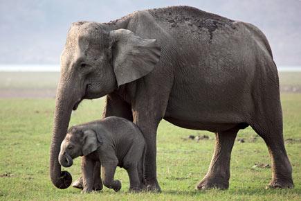 World Wildlife Day: Interesting facts about elephants