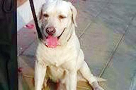 Mumbai Police loses a beloved comrade, as Rex breathes his last
