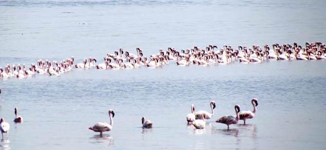 Salt pans, creeks and mangroves around Mumbai are important habitats for flamingoes