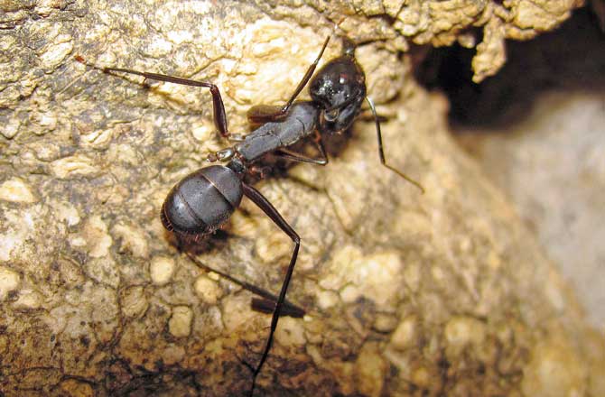 The Carpenter ant