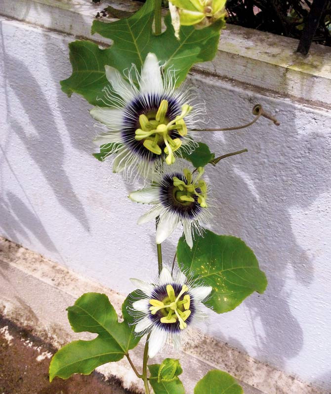 The passion flower climber