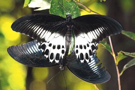 State, Sri Lanka join hands to study Blue Mormon butterfly