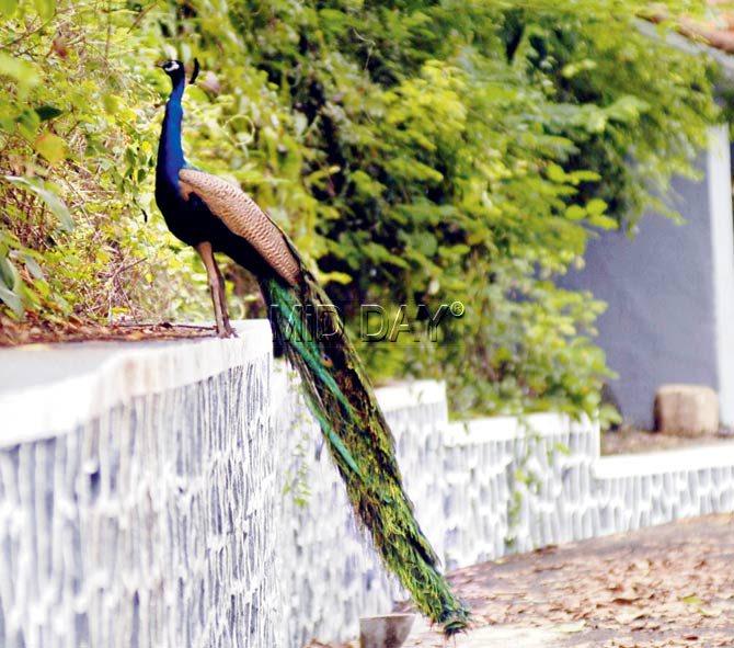Peacocks Are Not Celibate Bird Experts Debunk Rajasthan Judge S Claims