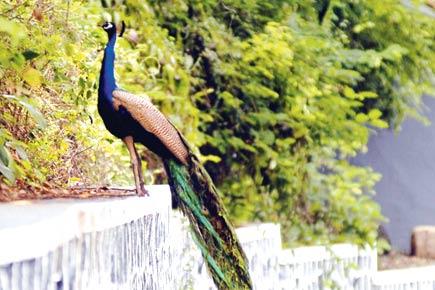 Peacock may soon be termed vermin in Goa 