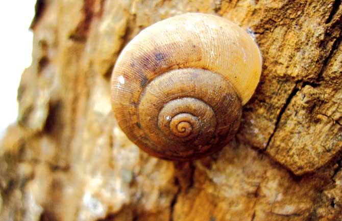 Snails are excellent indicators of climate and ecological change as they are sensitive to minor variations in soil pH, temperature, humidity etc