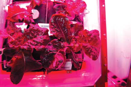 Astronauts to eat fresh food grown in space